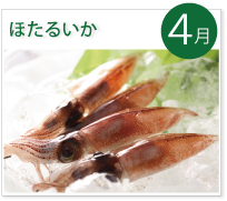 4月ほたるいか 4月ほたるいか