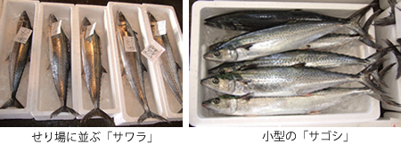 福井中央魚市株式会社のブログ サワラ サゴシ