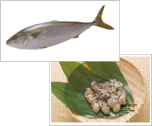 寒ブリ・牡蠣(カキ) 寒ブリ・牡蠣(カキ)